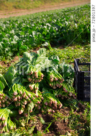 Spinach cut and prepared for transportation on a farm field 72801397