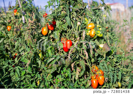 Plum tomatoes ripening on bushes on farm plantation Plum tomatoes ripening on bushes on farm plantation 72801438