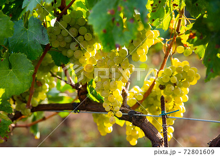 White grapes growing on vine in vineyard 72801609
