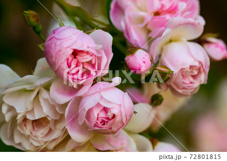 Branches with blooming pink roses in the garden at sunny day 72801815