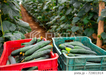 Plastic boxes with ripe cucumbers in greenhouse 72801914