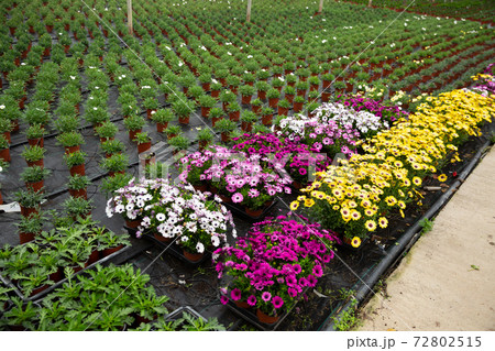 Rows of dimorfoteca plants in pots in greenhouse 72802515