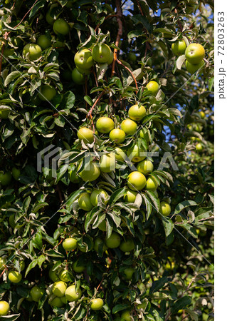 Ripe apples on tree branches Ripe apples on tree branches 72803263
