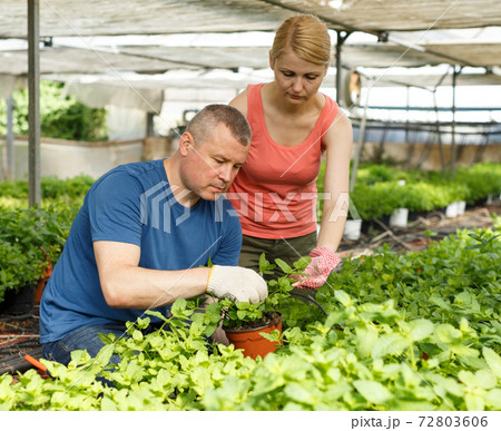 Man and woman gardeners working with peppermint seedlings 72803606