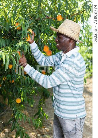 Owner of orchard harvesting peaches Owner of orchard harvesting peaches 72803774