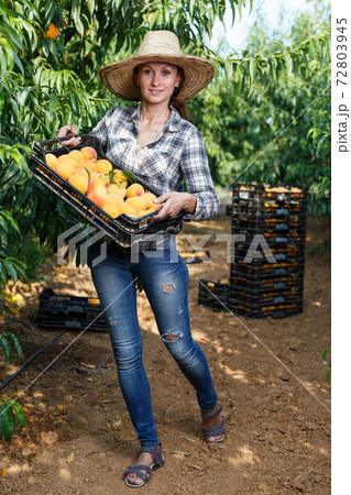 Female owner of orchard with peaches in box Female owner of orchard with peaches in box 72803945