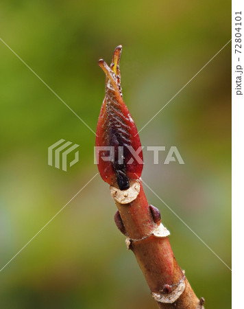 アジサイの冬芽とユニークな顔に見える葉痕 葉の落ちたあと の写真素材