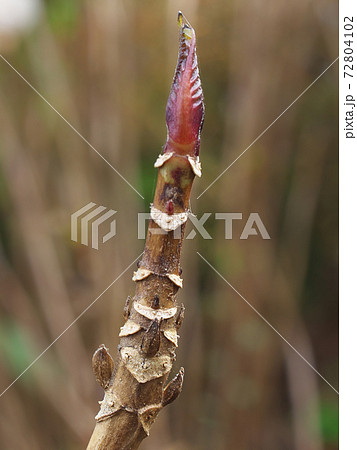 ユニークな 顔 が並ぶアジサイの葉痕 葉の落ちたあと と冬芽の写真素材