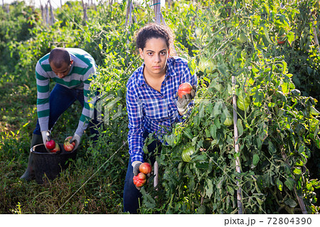 Latina harvesting tomatoes on farm field in autumn 72804390