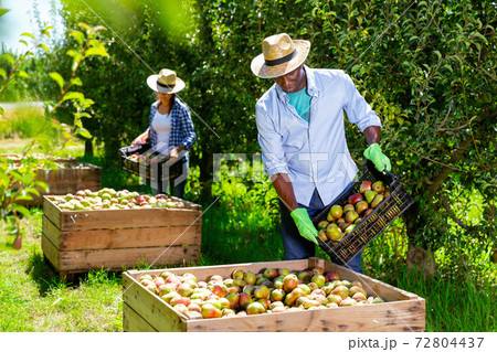 Focused African-American farm farmer working in fruit garden, laying harvested pears in large wooden box for further transportation 72804437
