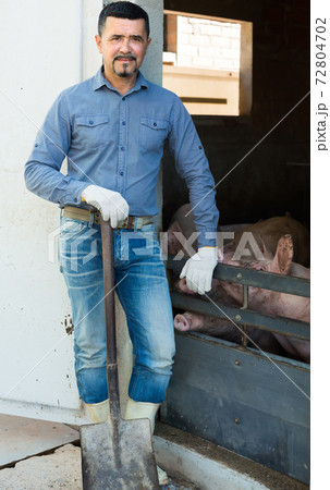 Mature farmer in hangar with hogs. 72804702