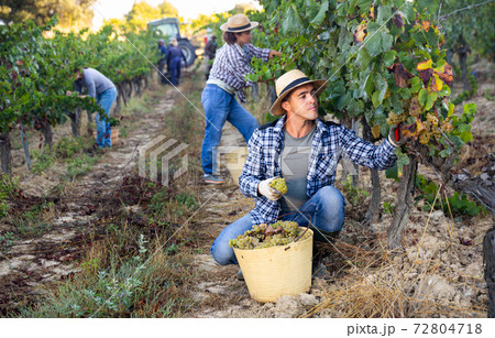 Young man picking ripe white grapes in vineyard 72804718