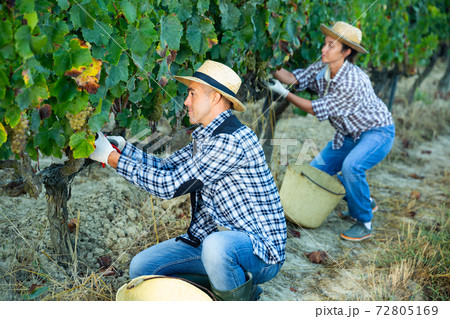 Owner of vineyard gathering harvest of white grapes 72805169