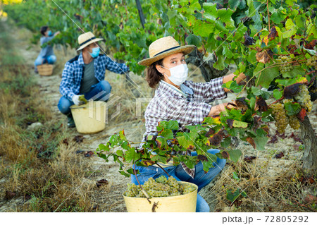 Female farm worker in medical mask harvesting grapes Female farm worker in medical mask harvesting grapes 72805292