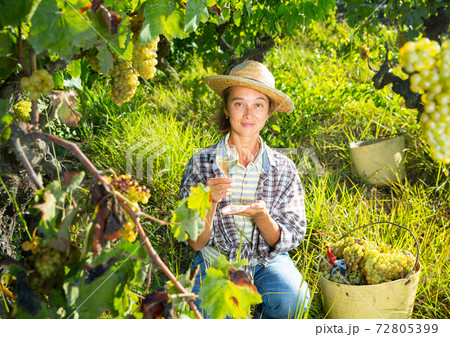 Woman proffesional winemaker with white wine in sunny garden Woman proffesional winemaker with white wine in sunny garden 72805399