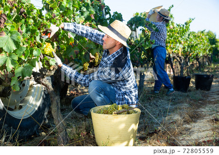 Young man picking ripe white grapes in vineyard Young man picking ripe white grapes in vineyard 72805559