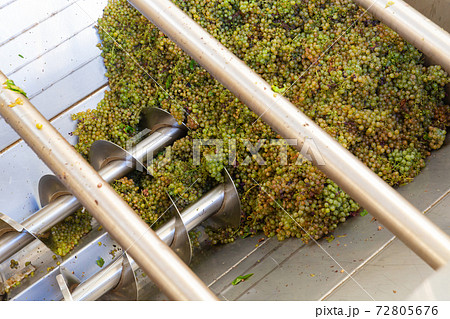 Bunches of green grapes crushed by industrial grape crusher machine in winery Bunches of green grapes crushed by industrial grape crusher machine in winery 72805676