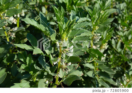 Flowering faba bean bushes on plantation Flowering faba bean bushes on plantation 72805900