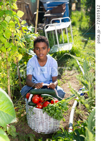 Teenager boy with harvest of tomatoes, cucumbers and parsley from the garden 72805912
