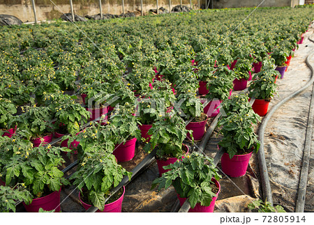 Seedlings of tomatoes growing in pots in hothouse, nobody Seedlings of tomatoes growing in pots in hothouse, nobody 72805914
