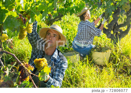 Male farmer harvesting ripe white grapes in vineyard 72806077