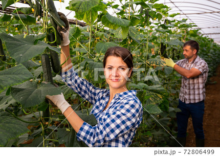 Cheerful woman farmer harvesting cucumbers in greenhouse Cheerful woman farmer harvesting cucumbers in greenhouse 72806499