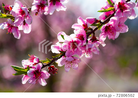 Flowering peach trees on field Flowering peach trees on field 72806502