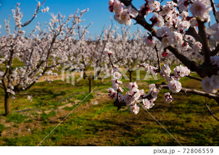 Blossoming of apricots in the fields and meadows of Europe 72806559