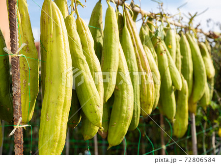 Ripe Sponge Gourd or Luffa Ripe Sponge Gourd or Luffa 72806584