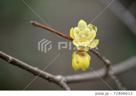 ロウバイ 72806613