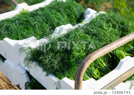 Freshly harvested dill in boxes on farm field Freshly harvested dill in boxes on farm field 72806743