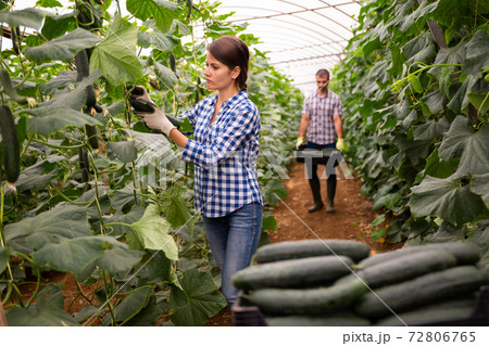 Female farmer puts cucumbers in box for sale in the market 72806765