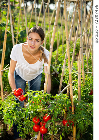 Young woman gardener picking harvest of fresh tomatoes Young woman gardener picking harvest of fresh tomatoes 72807496
