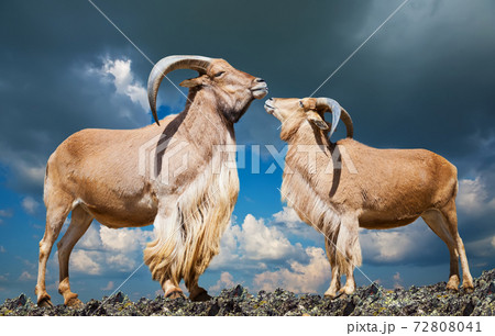 sheeps on rock 72808041
