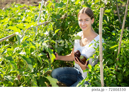 Girl farmer harvesting eggplant in the garden 72808330