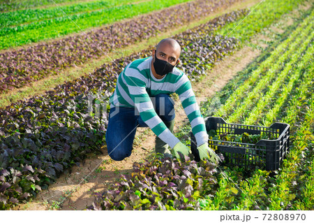 Hispanic farmer in protective mask harvesting red leaf mustard 72808970