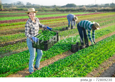 Successful female horticulturist with harvested corn salad on plantation 72809230