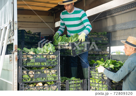 Latin american farmer loading harvested bok choy into truck 72809320