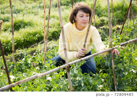 Woman checking green peas plants Woman checking green peas plants 72809485