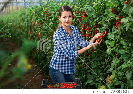 Positive woman harvesting fresh red cherry tomatoes 72809687