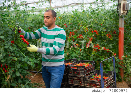 Happy latino farm owner picks red tomatoes in a greenhouse Happy latino farm owner picks red tomatoes in a greenhouse 72809972