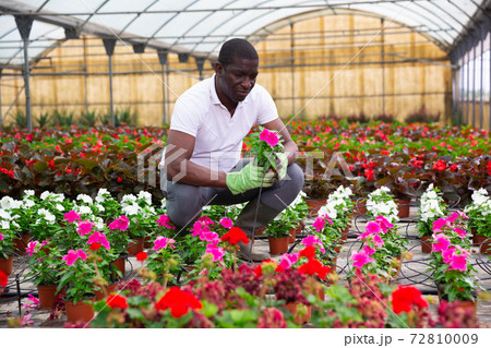 African american farmer checking potted pink periwinkles in greenhouse African american farmer checking potted pink periwinkles in greenhouse 72810009