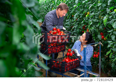 Gardeners harvesting tomatoes and talking in greenhouse 72810429