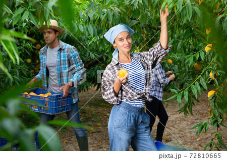 Successful female gardener with ripe peaches in orchard on day Successful female gardener with ripe peaches in orchard on day 72810665