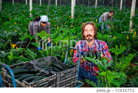 woman and man harvesting crops in greenhouse 72810752