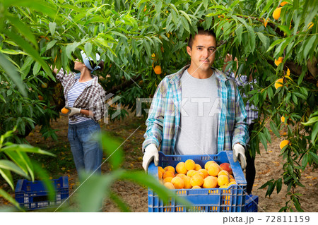 Satisfied male owner of orchard showing freshly picked peaches in boxes 72811159