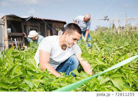 Adult son, along with his parents, weeds potatoes on the field Adult son, along with his parents, weeds potatoes on the field 72811255