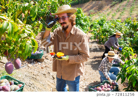 Farmer measures the sugar content of mango with refractometer Farmer measures the sugar content of mango with refractometer 72811256