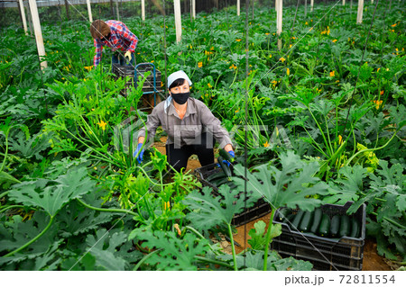 Woman in protective mask harvesting ripe zucchini in the greenhouse 72811554
