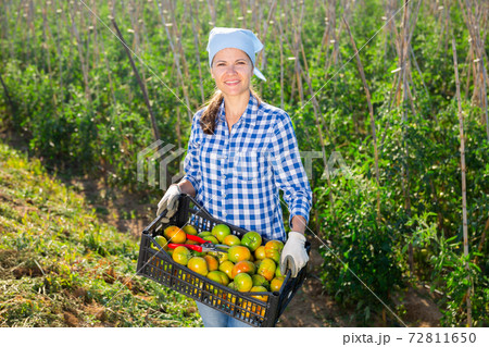 Female farmer with box of ripe tomatoes on the plantation Female farmer with box of ripe tomatoes on the plantation 72811650